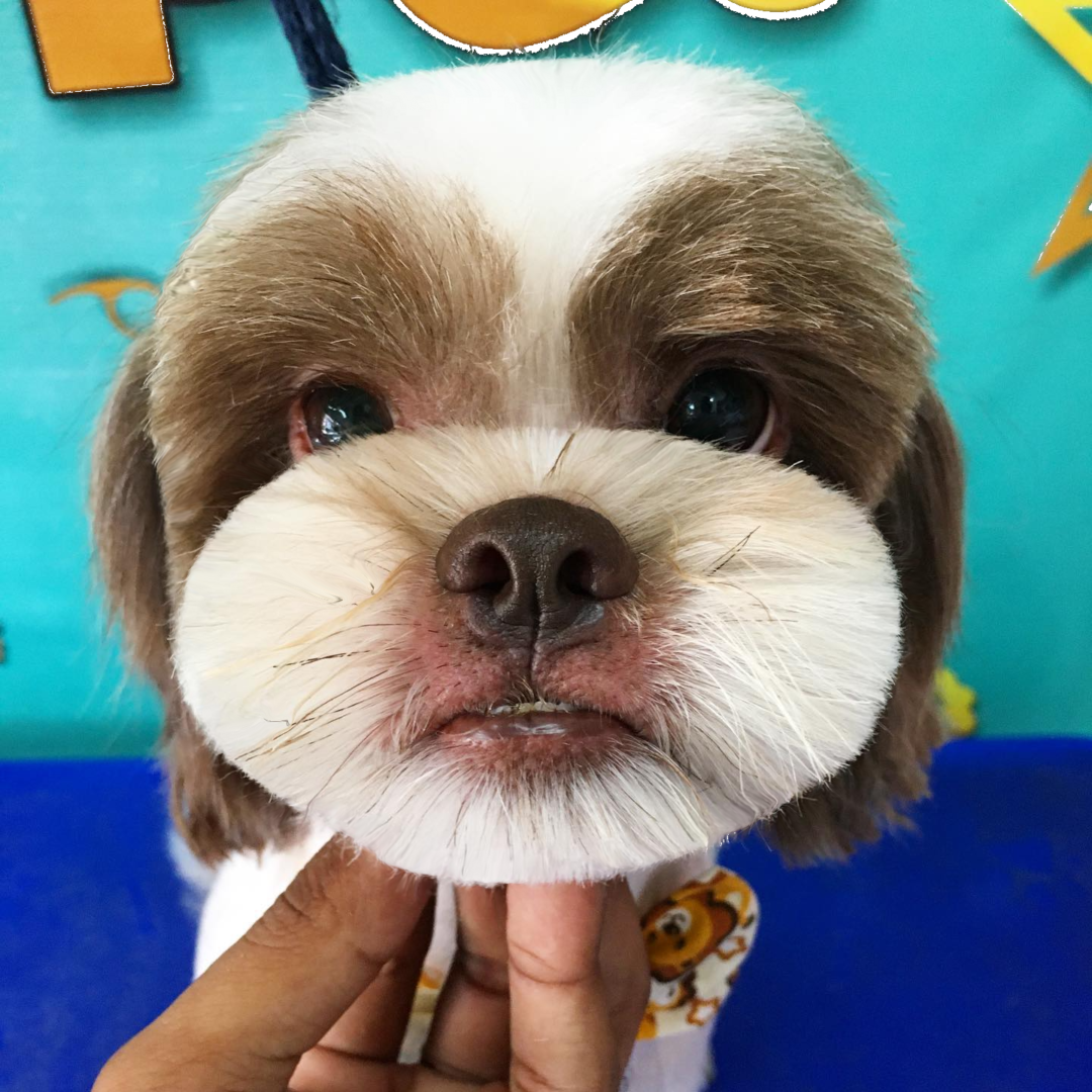 tosa bebe focinho